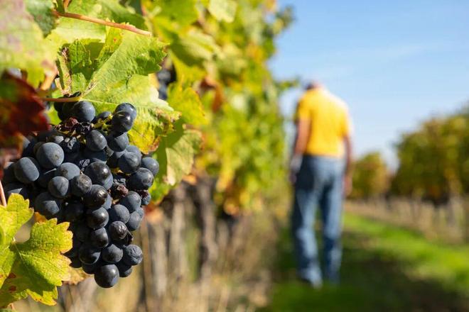 天旅行的灵感清单请查收九游会J9入口法国秋(图6) 天旅行的灵感清单请查收九游会J9入口法国秋(图6)